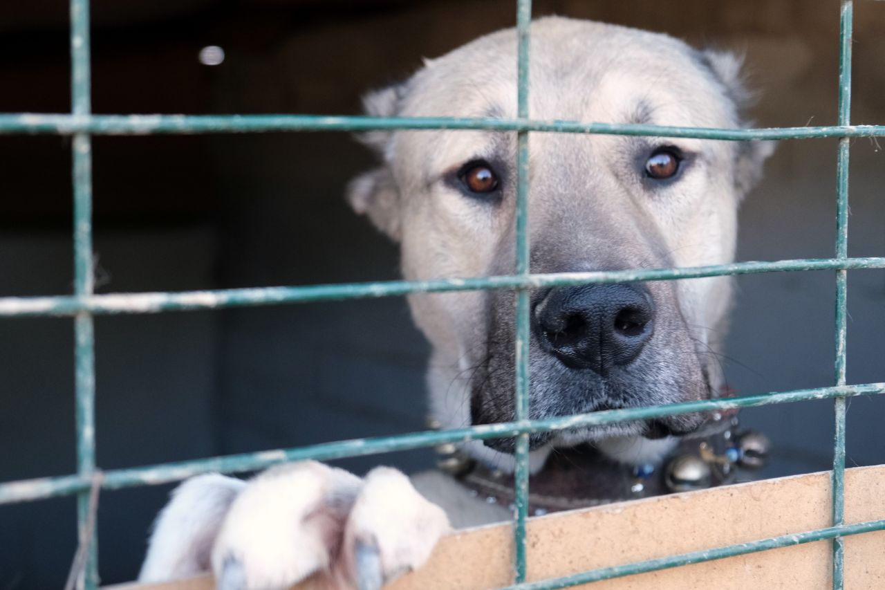 İkinci el otomobil fiyatına satılıyor! Yurt dışından resmen sıraya giriyorlar 3
