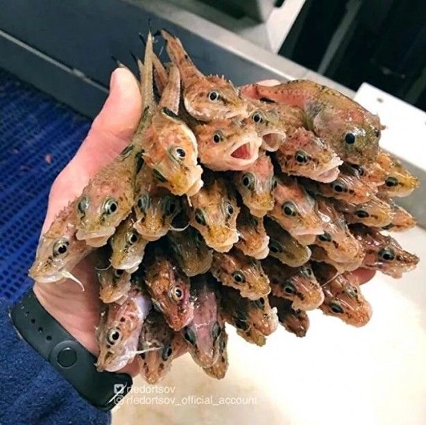 Hepsi birbirinden ürkütücü! Balıkçının ağına neler takılmış neler 16