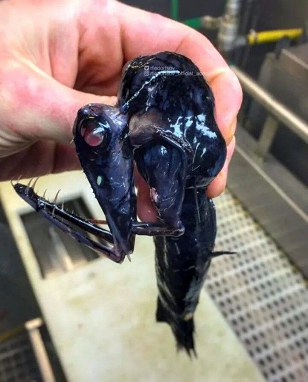 Hepsi birbirinden ürkütücü! Balıkçının ağına neler takılmış neler 13