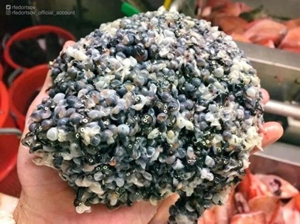 Hepsi birbirinden ürkütücü! Balıkçının ağına neler takılmış neler 19