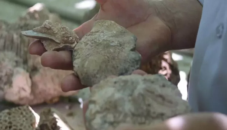 Evinin dört bir yanından tarih fışkırıyor: Bahçesini 350 milyon yıllık fosillerle doldurdu 1