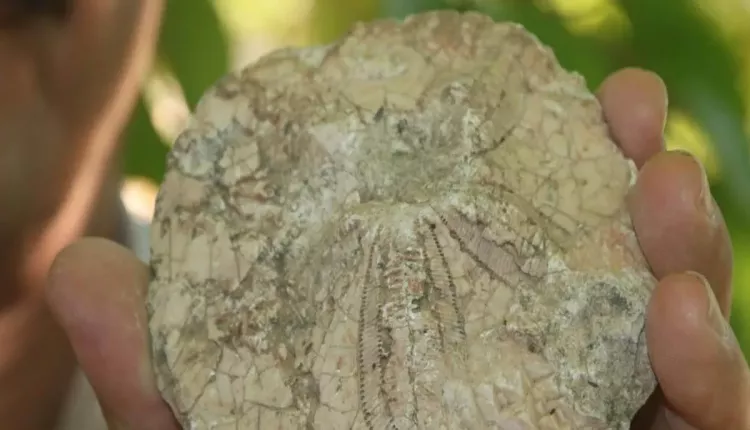 Evinin dört bir yanından tarih fışkırıyor: Bahçesini 350 milyon yıllık fosillerle doldurdu 2