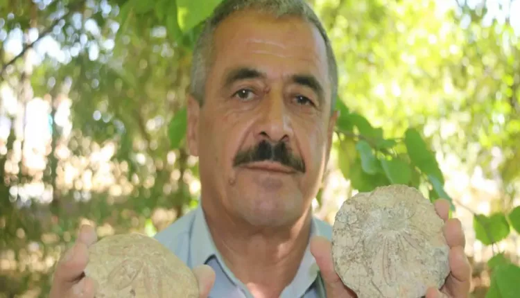 Evinin dört bir yanından tarih fışkırıyor: Bahçesini 350 milyon yıllık fosillerle doldurdu 3