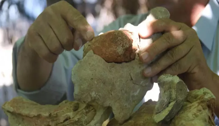 Evinin dört bir yanından tarih fışkırıyor: Bahçesini 350 milyon yıllık fosillerle doldurdu 4