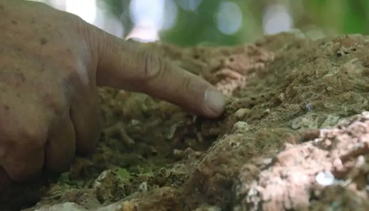 Evinin dört bir yanından tarih fışkırıyor: Bahçesini 350 milyon yıllık fosillerle doldurdu 5