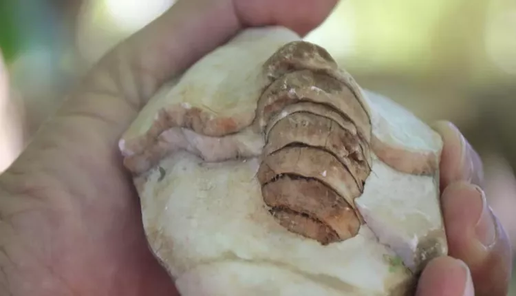 Evinin dört bir yanından tarih fışkırıyor: Bahçesini 350 milyon yıllık fosillerle doldurdu 6