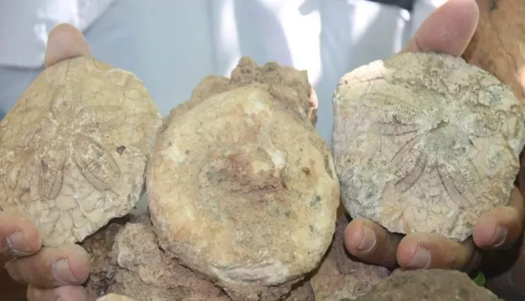 Evinin dört bir yanından tarih fışkırıyor: Bahçesini 350 milyon yıllık fosillerle doldurdu 7