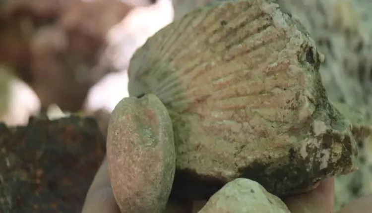 Evinin dört bir yanından tarih fışkırıyor: Bahçesini 350 milyon yıllık fosillerle doldurdu 8