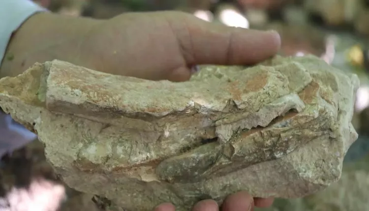 Evinin dört bir yanından tarih fışkırıyor: Bahçesini 350 milyon yıllık fosillerle doldurdu 9