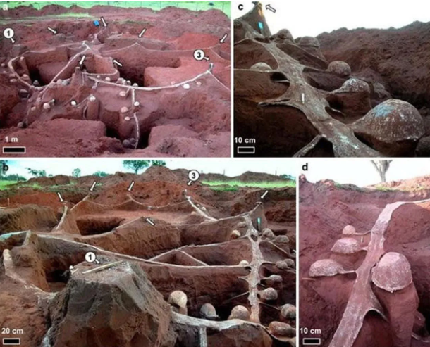 Hayret edeceksiniz! Karıncalar kendine şehir kurmuş: Yan yollar, patikalar, otobanlar ve odalar... 11