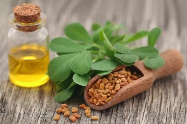 İbn-i Sina'nın her derde deva 1000 yıllık reçetesi! Yiyen hastalık yüzü görmüyor... 1