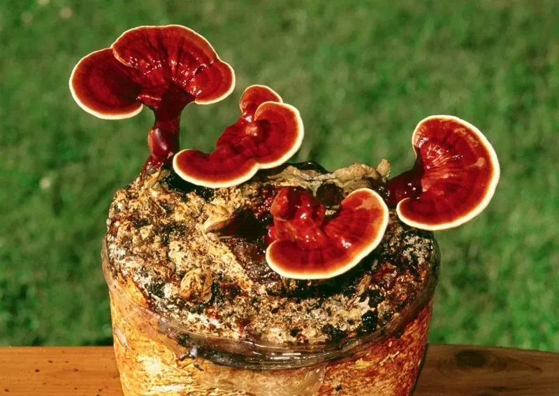 256 yıl yaşamak ister misiniz? O zaman bu sırlara kulak verin! 16