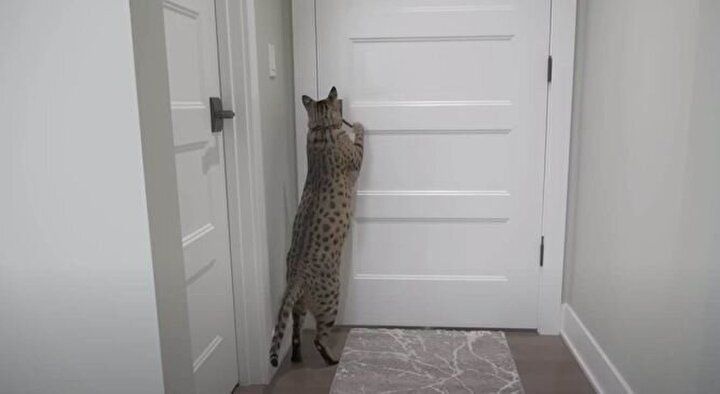 Yaşayan en uzun boylu tür! Rekoru kardeşinden aldı... 2