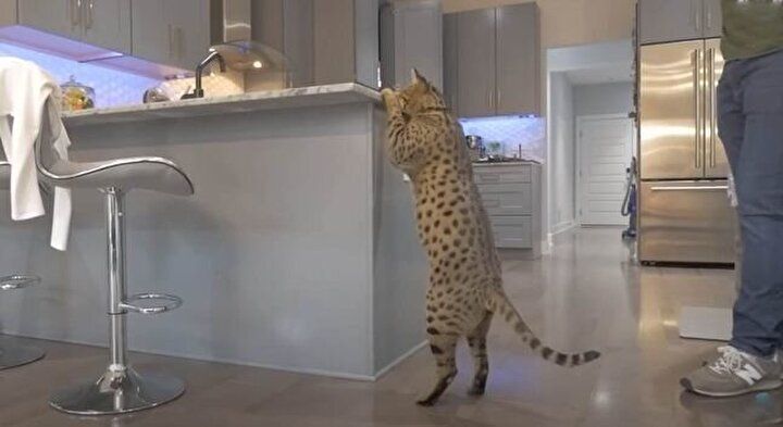 Yaşayan en uzun boylu tür! Rekoru kardeşinden aldı... 3