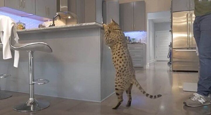 Yaşayan en uzun boylu tür! Rekoru kardeşinden aldı... 5