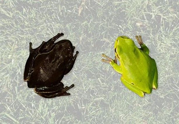 Bilim Kurgu filmi değil, gerçek! Faciadan 36 yıl sonra: Hayvanlar siyah renkte doğmaya başladı 2