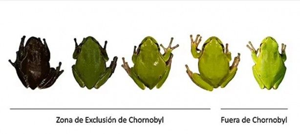 Bilim Kurgu filmi değil, gerçek! Faciadan 36 yıl sonra: Hayvanlar siyah renkte doğmaya başladı 4