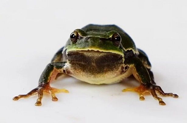 Bilim Kurgu filmi değil, gerçek! Faciadan 36 yıl sonra: Hayvanlar siyah renkte doğmaya başladı 5