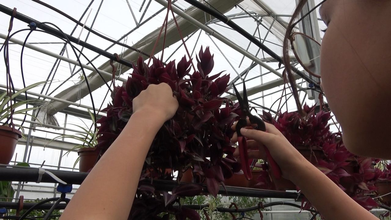 Yıllık ciroyu duyan şaşırıp kalıyor: Lise değil sanki darphane! 2