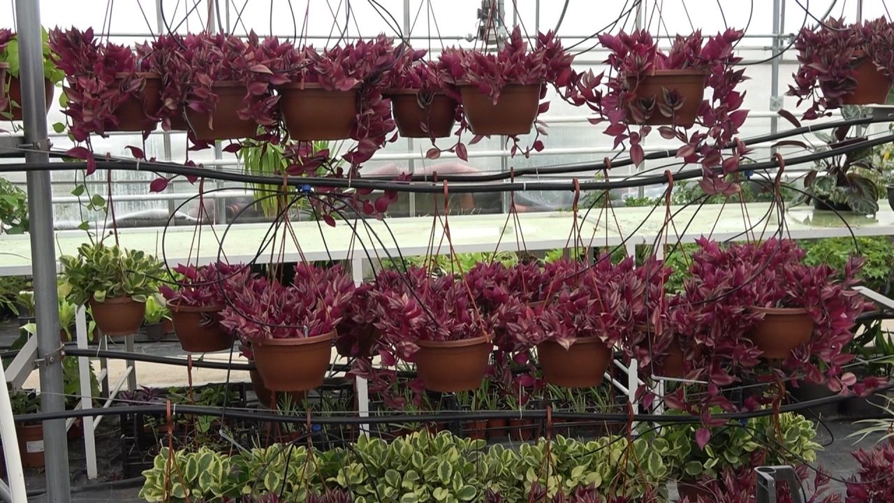 Yıllık ciroyu duyan şaşırıp kalıyor: Lise değil sanki darphane! 4