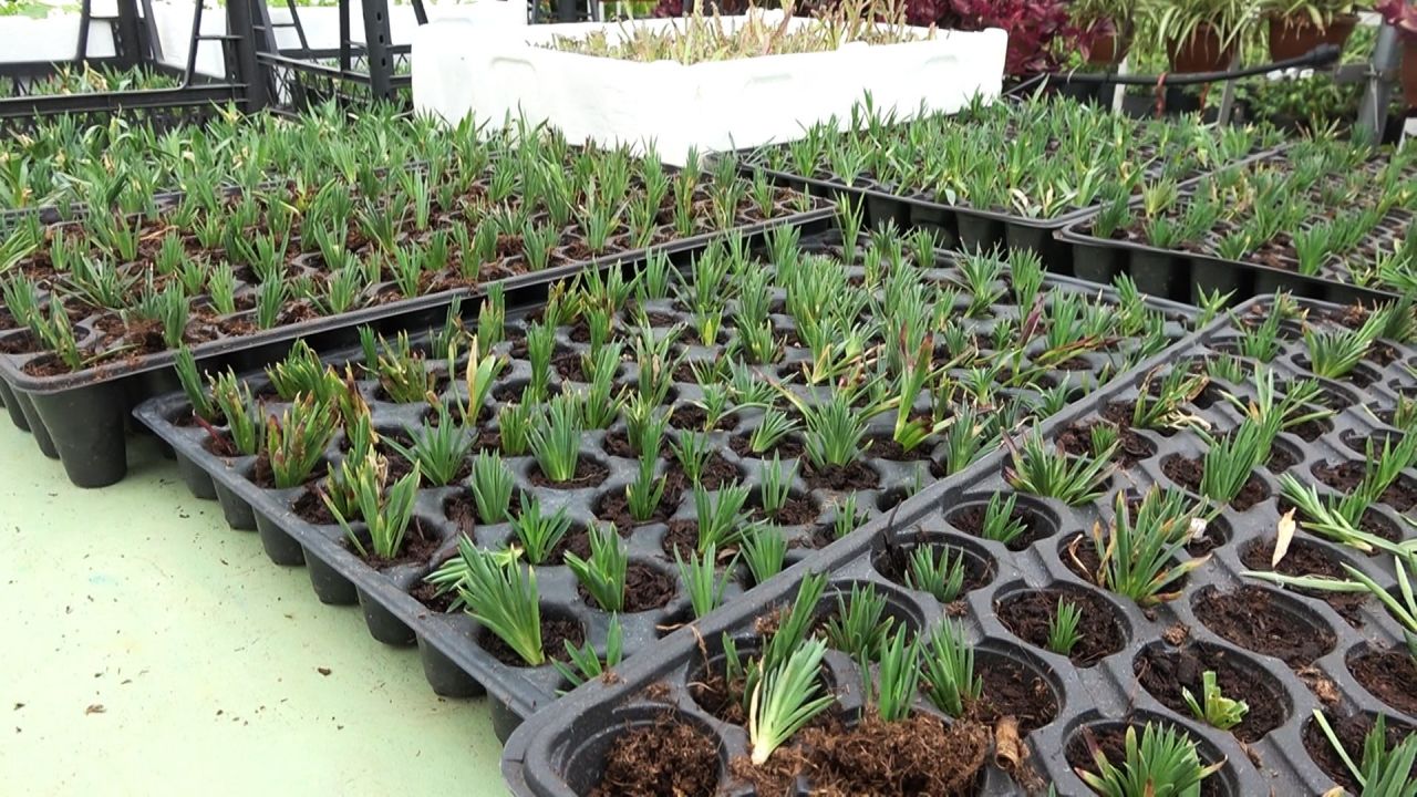 Yıllık ciroyu duyan şaşırıp kalıyor: Lise değil sanki darphane! 5