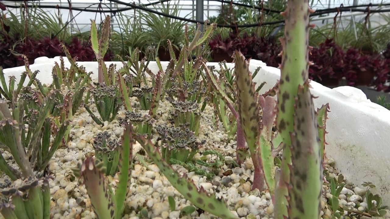 Yıllık ciroyu duyan şaşırıp kalıyor: Lise değil sanki darphane! 6