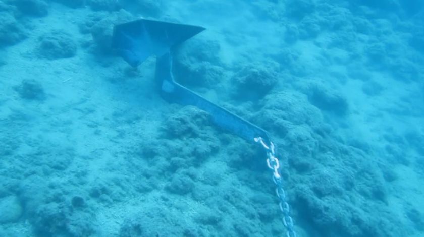 Denizin Amazon ormanları böyle yok oldu 1