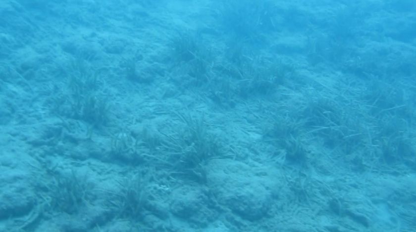 Denizin Amazon ormanları böyle yok oldu 3