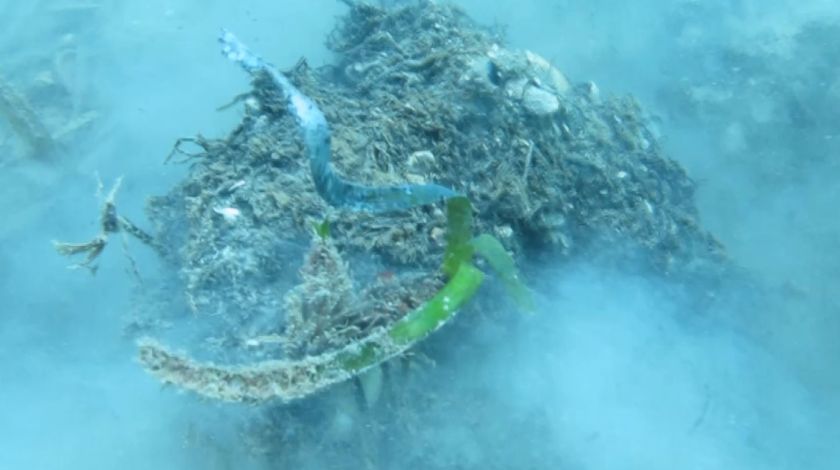 Denizin Amazon ormanları böyle yok oldu 4