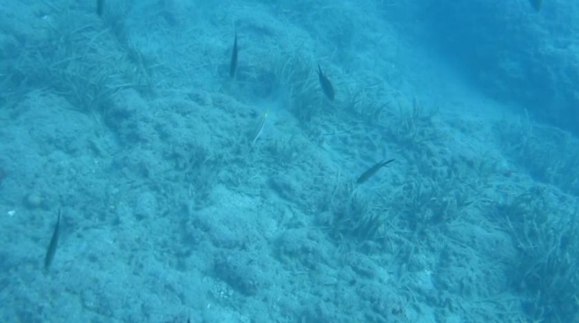 Denizin Amazon ormanları böyle yok oldu 6