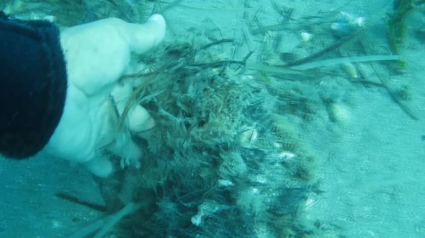 Denizin Amazon ormanları böyle yok oldu 8