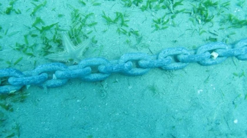 Denizin Amazon ormanları böyle yok oldu 9