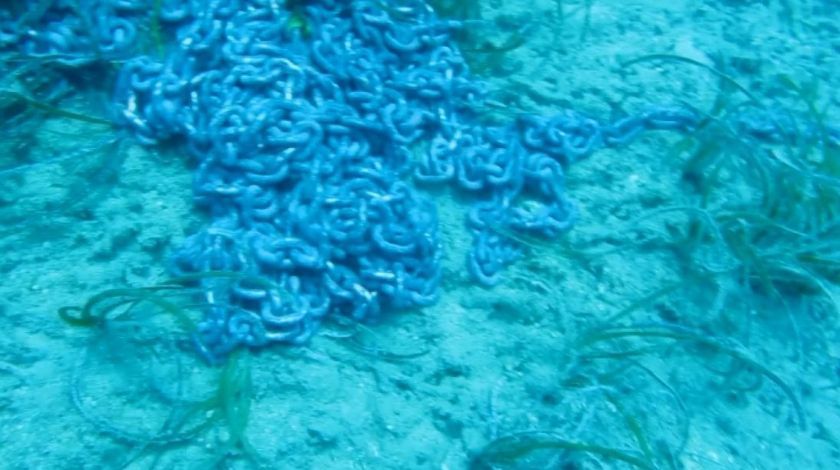 Denizin Amazon ormanları böyle yok oldu 11