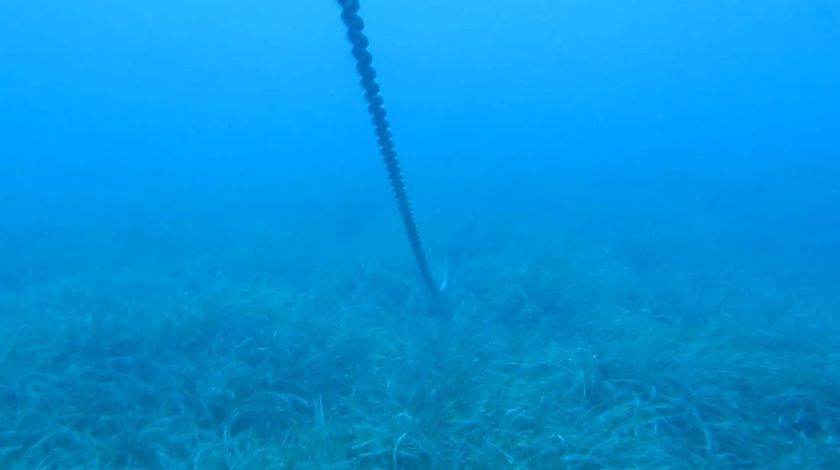 Denizin Amazon ormanları böyle yok oldu 12