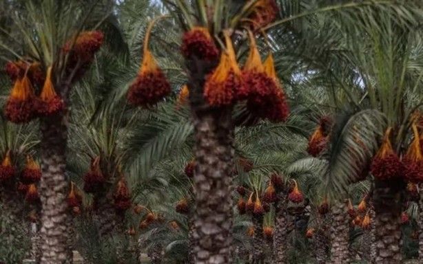 İslam alimlerinden miras bitkisel ilaçlar! Kur'an'da geçen mucize besinler... 12