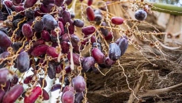 İslam alimlerinden miras bitkisel ilaçlar! Kur'an'da geçen mucize besinler... 18