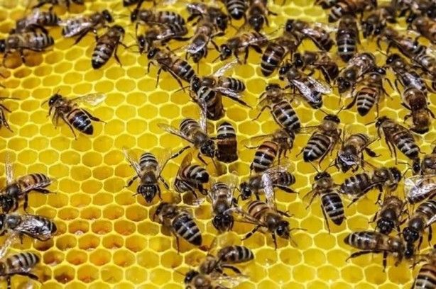 İslam alimlerinden miras bitkisel ilaçlar! Kur'an'da geçen mucize besinler... 30