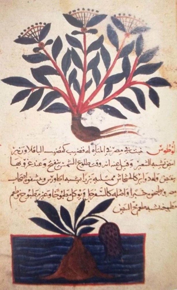 İslam alimlerinden miras bitkisel ilaçlar! Kur'an'da geçen mucize besinler... 4