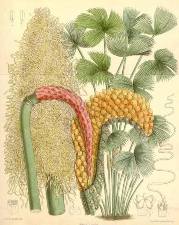 İslam alimlerinden miras bitkisel ilaçlar! Kur'an'da geçen mucize besinler... 7