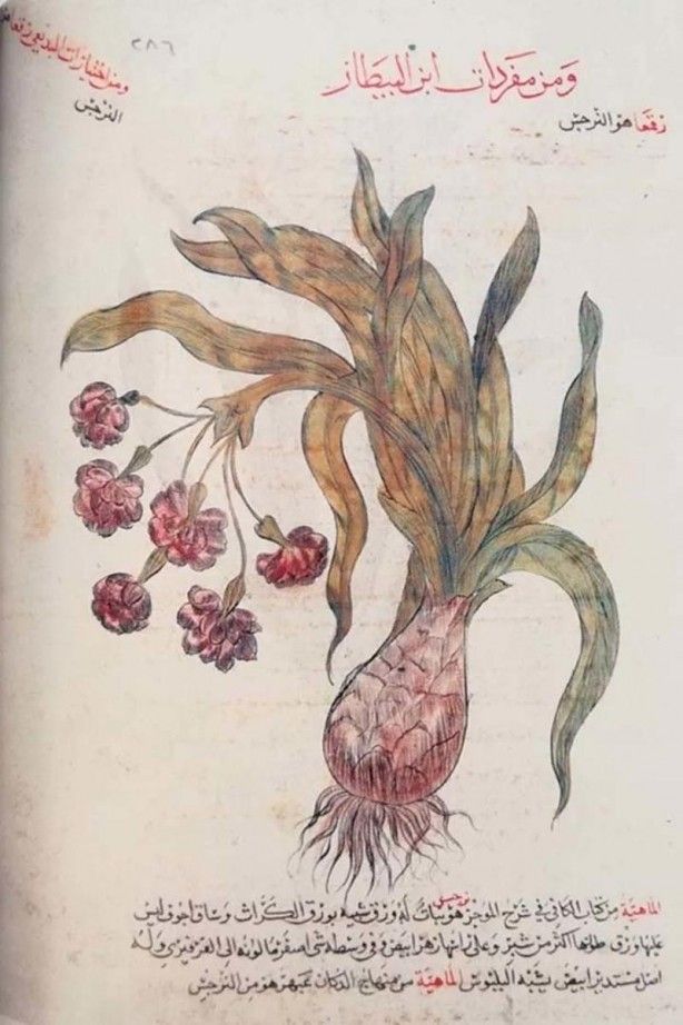 İslam alimlerinden miras bitkisel ilaçlar! Kur'an'da geçen mucize besinler... 8