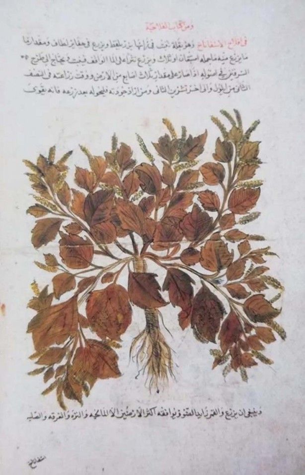 İslam alimlerinden miras bitkisel ilaçlar! Kur'an'da geçen mucize besinler... 9