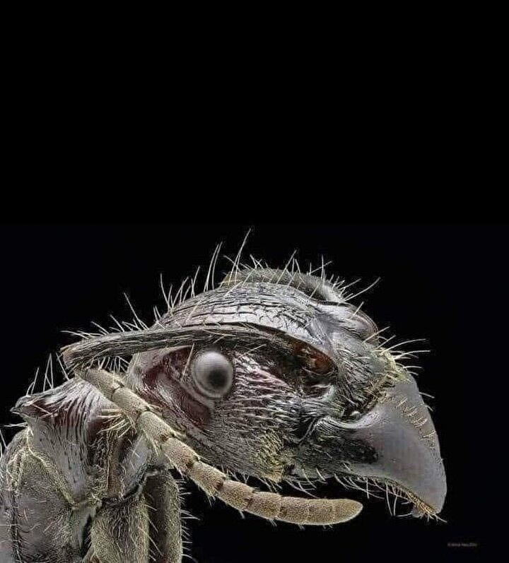 Karıncanın yüzünü görenler şok geçirdi: İlk defa bu kadar net görüntülendi... 10