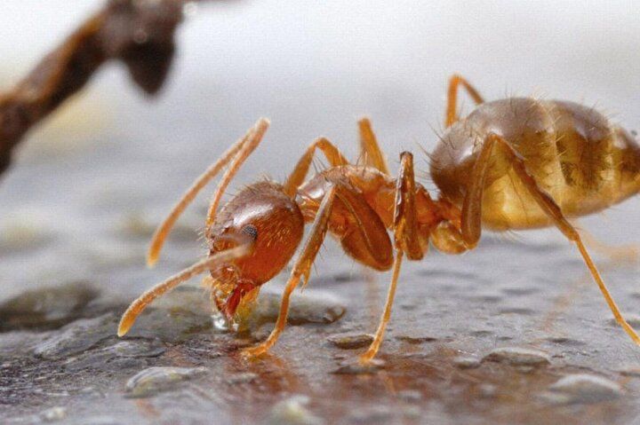 Karıncanın yüzünü görenler şok geçirdi: İlk defa bu kadar net görüntülendi... 16