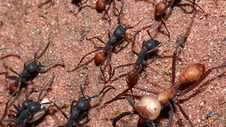 Karıncanın yüzünü görenler şok geçirdi: İlk defa bu kadar net görüntülendi... 19