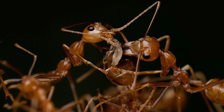 Karıncanın yüzünü görenler şok geçirdi: İlk defa bu kadar net görüntülendi... 3
