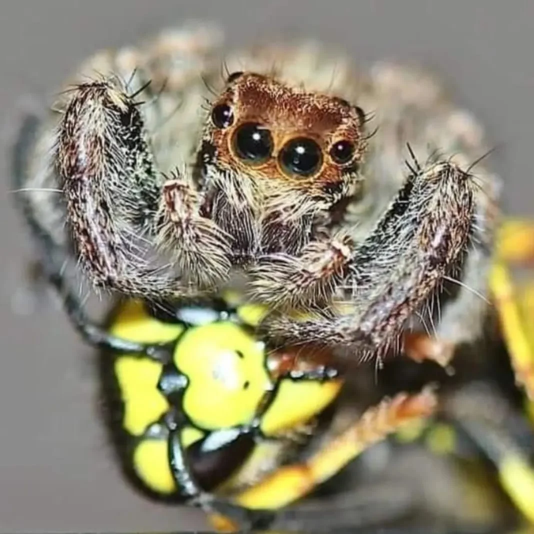 Bu böcekleri her gün görüyorsunuz: Fakat hiç bu kadar yakından görmediniz 1