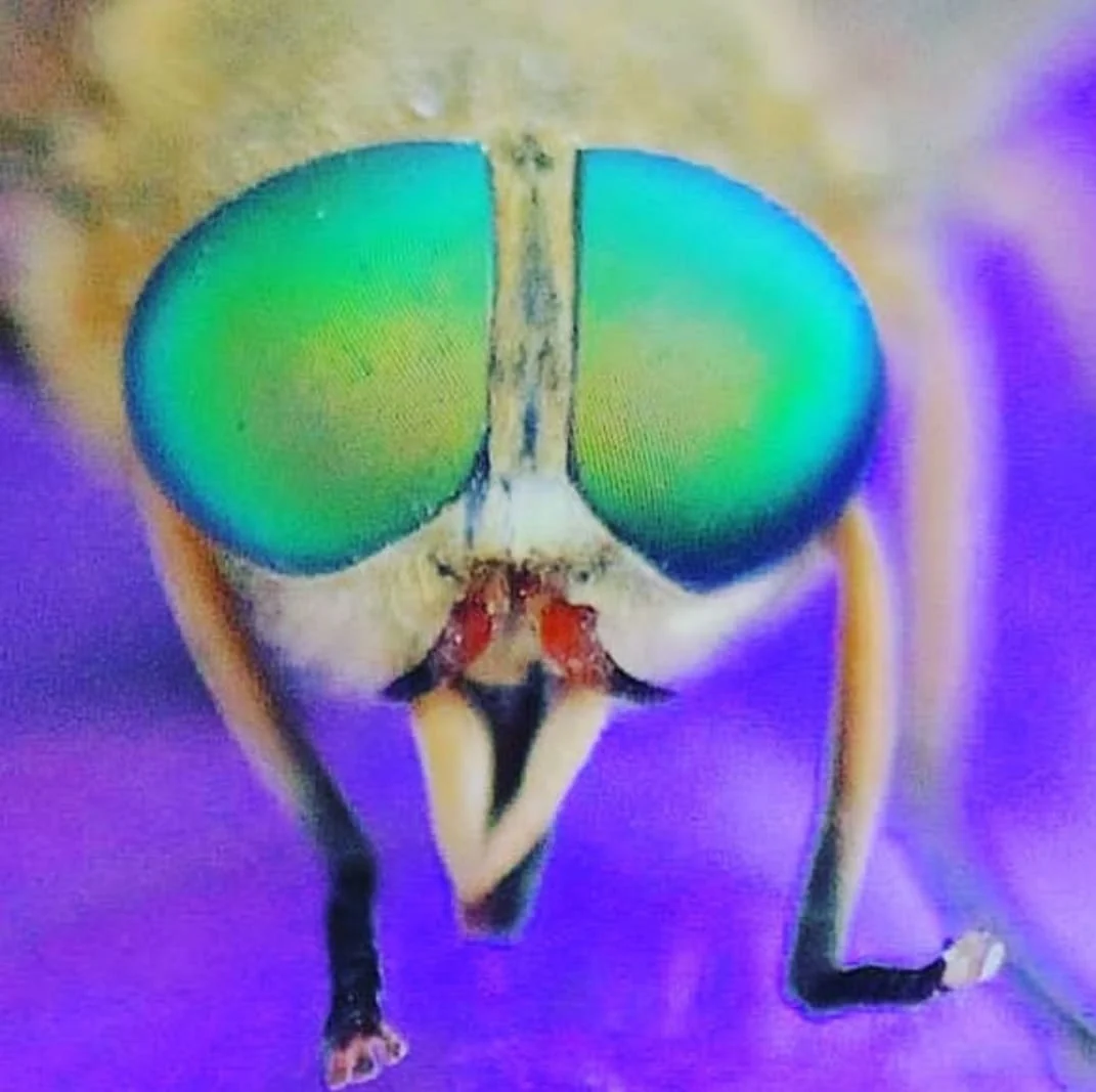 Bu böcekleri her gün görüyorsunuz: Fakat hiç bu kadar yakından görmediniz 2