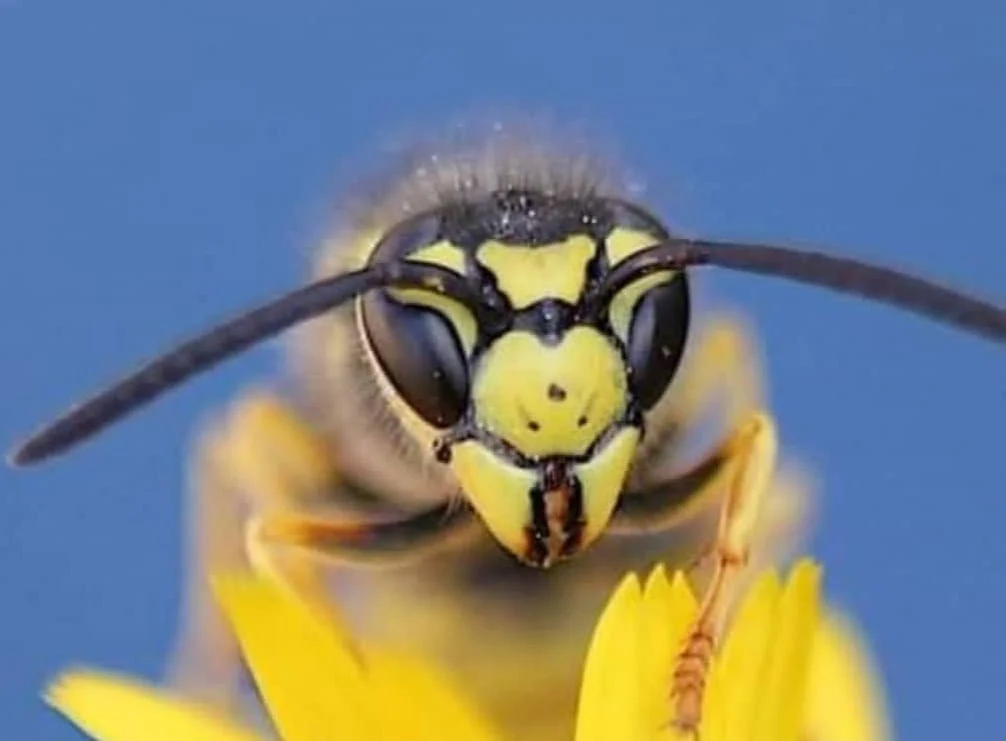 Bu böcekleri her gün görüyorsunuz: Fakat hiç bu kadar yakından görmediniz 3