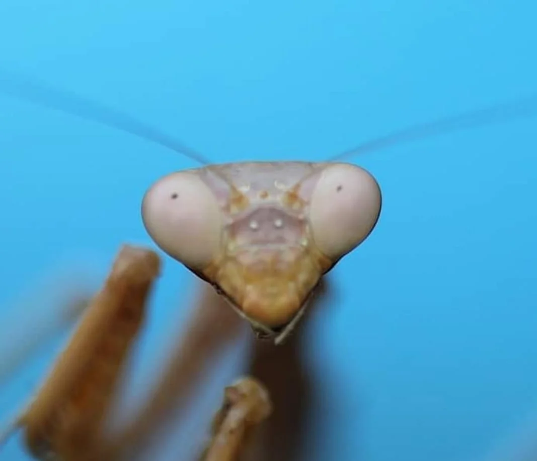 Bu böcekleri her gün görüyorsunuz: Fakat hiç bu kadar yakından görmediniz 4