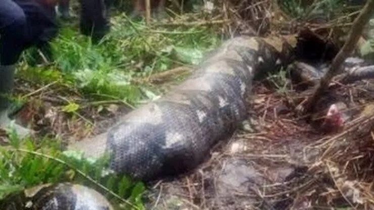 54 yaşındaki kadın pitonun midesinden çıktı! 3